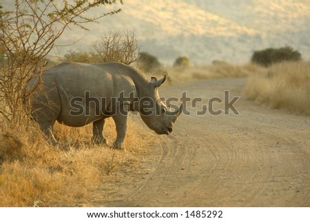 Rhinoceroses preparing to cross the road (Pilanesburg National Park, South Africa)