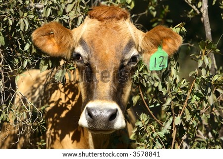 Close up view of a cow looking forward