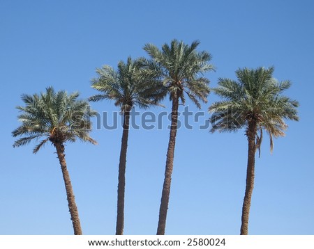 date palm fruit. date palm tree fruit. stock