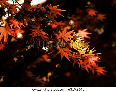 Enchanting yellow to red gradient on the autumn leaves of a Japanese maple tree in the forest.