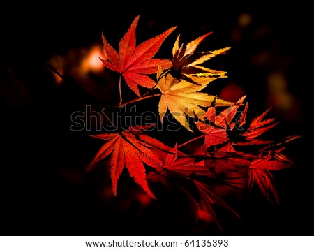 Enchanting yellow to red gradient on the autumn leaves of a Japanese maple tree in the forest.