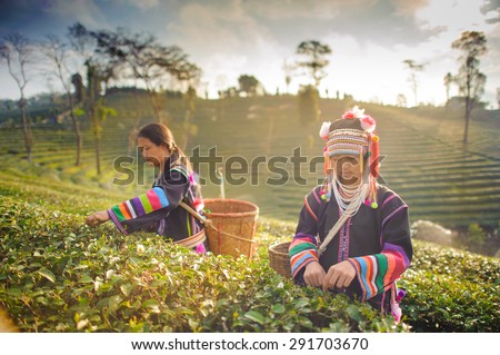 CHIANG RAI, THAILAND - DEC 31: Woman from Thailand breaks tea leaves on tea plantation on December 31, 2012 on a tea plantation at Chui Fong , Chiang Rai, Thailand.