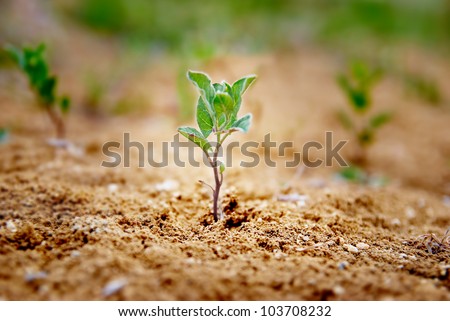 Little green plant growing in the desert. Environmental concept.