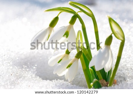 Spring snowdrop flowers with snow in the forest Spring snowdrop flowers with snow in the forest
