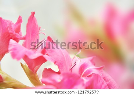 Bouquet of beautiful red and pink gladioluses