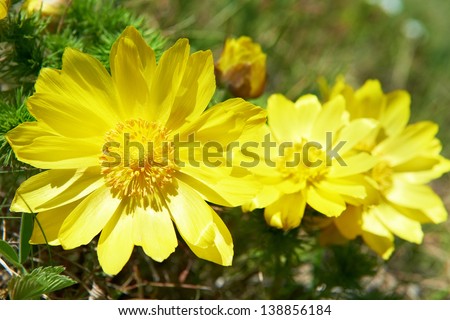 Yellow flowers (Adonis vernalis) on the green field