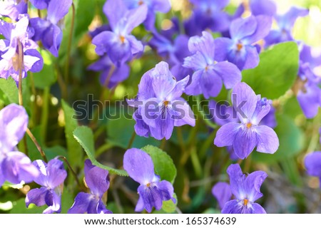 Viola flowers on the green sunny field