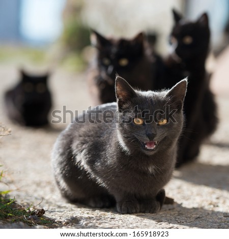 Group of angry cats sitting and looking at camera