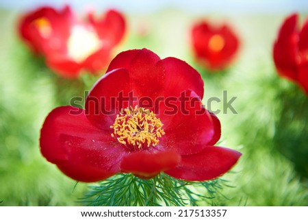 Beautiful red flowers peonies (paeonia oreogeton) on green field