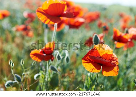 Beautiful red flowers poppies on the green field