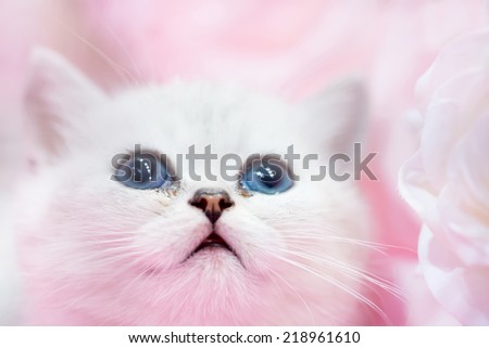 Little cute white cat kitten on the pink background