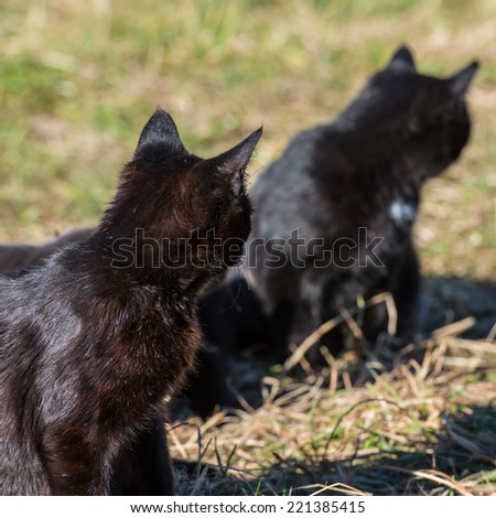 Group of cats sitting and looking at camera