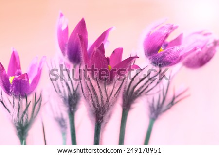 Pink flowers (Pulsatilla patens) on the soft background with shining sun