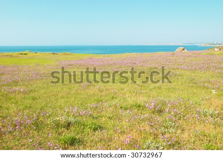 Green grass with flowers, blue sky and clouds.