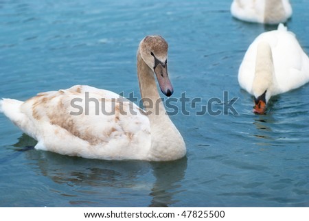 Two swans on the lake with blue water background