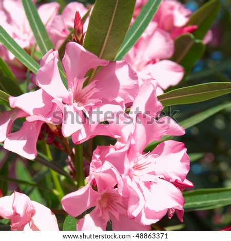 Pink flower\'s branch with leaves- Oleander Nerium