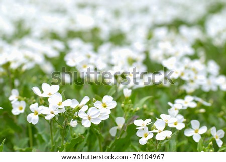 Field of white flowers on the green background