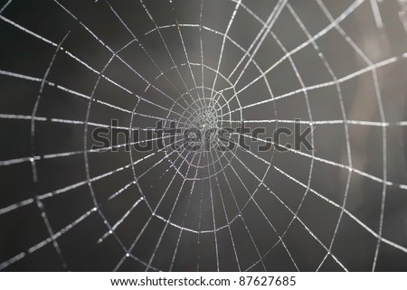 Spider web with shiny drops of water