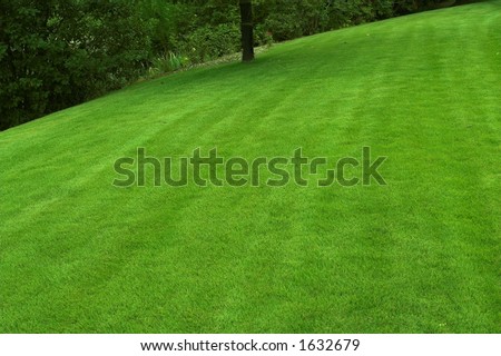 beautiful sloping backyard with vibrant green grass and tree in the background