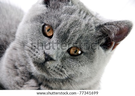 Beautiful grey british cat isolated on white background