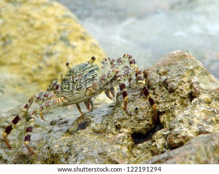 Beautiful spotty crab on rocks in the Maldives