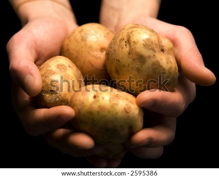 Mans Hands Holding Potatoes