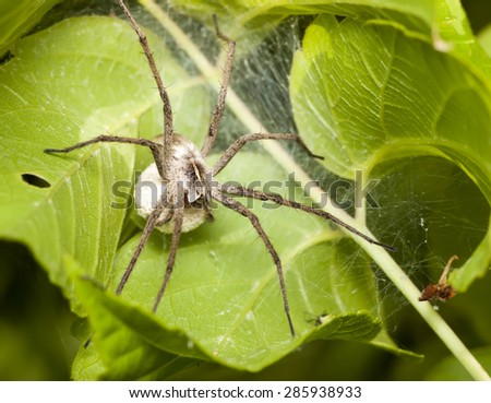 female spider with a cocoon waiting for the offspring