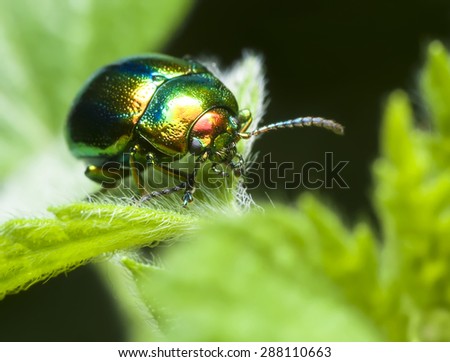 beetle, shiny, emerald