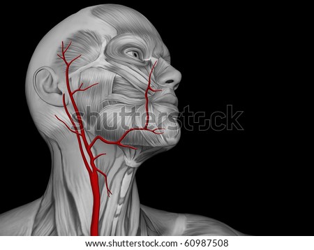 Major Arteries Of The Neck Stock Photo 60987508 : Shutterstock