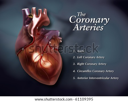 Coronary Arteries Labeled