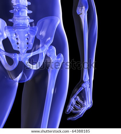 Hip, Skeleton Stock Photo 64388185 : Shutterstock