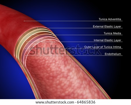 stock photo : Anatomy of an Artery, Labeled
