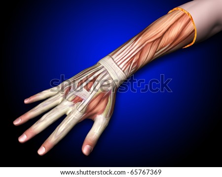 tendons in hand. Tendons of the Hand and