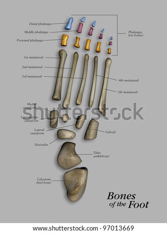 Labeled Foot Bones