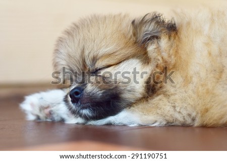 Sleep dog black and white tone, Classical sleep dog