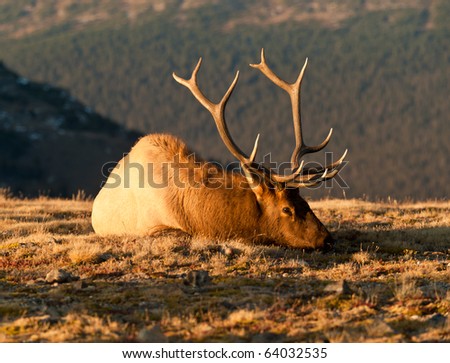 Bull Elk  In The Colorado Tundra During Rut Near Trail Ridge Road