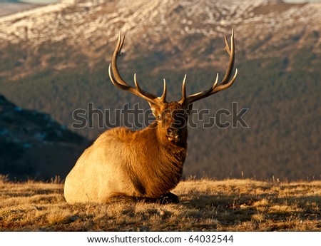 Bull Elk  In The Colorado Tundra During Rut Near Trail Ridge Road