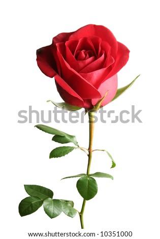  Backgrounds on Beautiful Red Rose On A White Background Stock Photo 10351000
