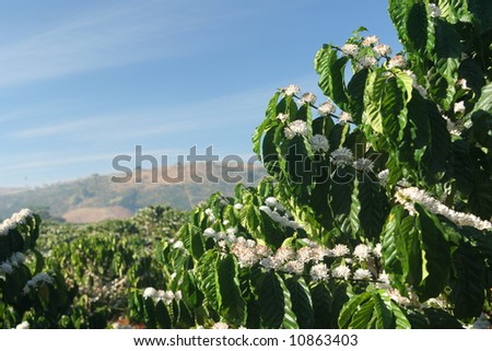 Coffee tree in blossom (coffee plantation in Vietnam)