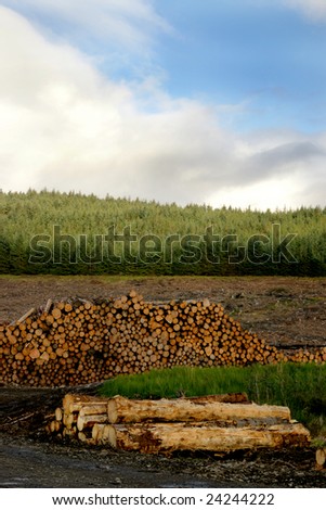 Sustainable forest with trees ready for logging logs and timber also show the lumber process