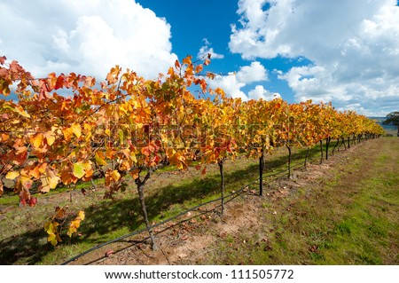 This image shows colourful vines in the WIne Region near Canberra, Australia