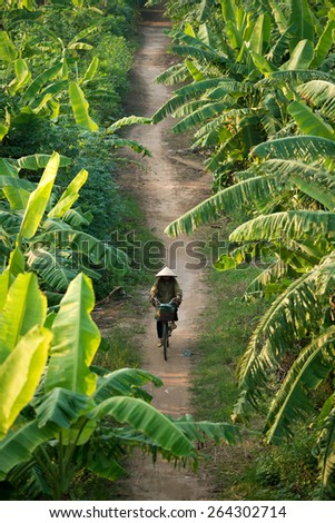 VIETNAM - SEPTEMBER 30, 2014: Â A woman wearing a conical hat rides her bike through the banana fields under Long Bien Bridge, Hanoi Vietnam.