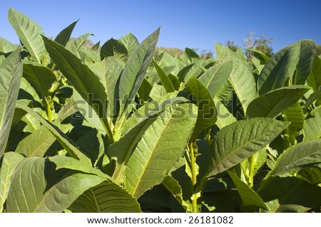 Cuba Plants