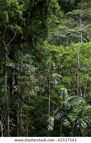 Lush jungle of Panama