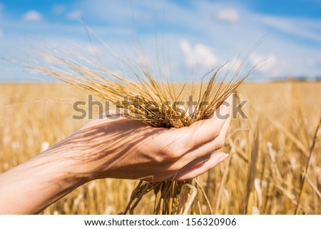 Beautiful female hand holding ripe ears of barley