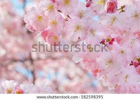 Spring flowers border on background with pink blossom
