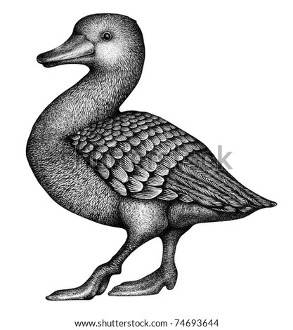drawn duck