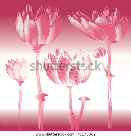 vector illustration - drawn lotuses as an imitation of an engraving and an element of flora