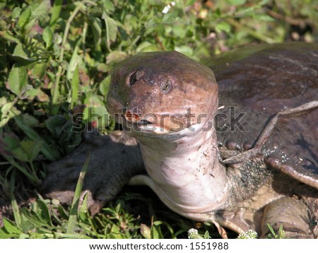 A Florida Soft Shelled Turtle in the Everglades National Park