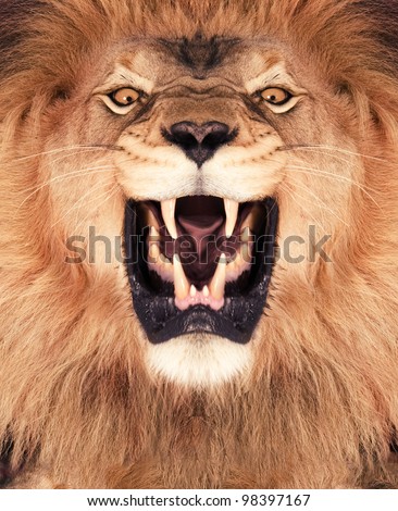 Direct frontal shot of a Lion roaring Direct frontal shot of a Lion roaring